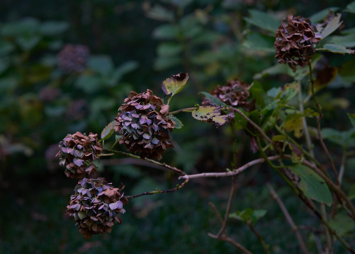 Faded purple hydrangea flowers in autumn garden light